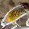 Salix Caprea Gold-Bienenkätzchen - Saule Marsault
