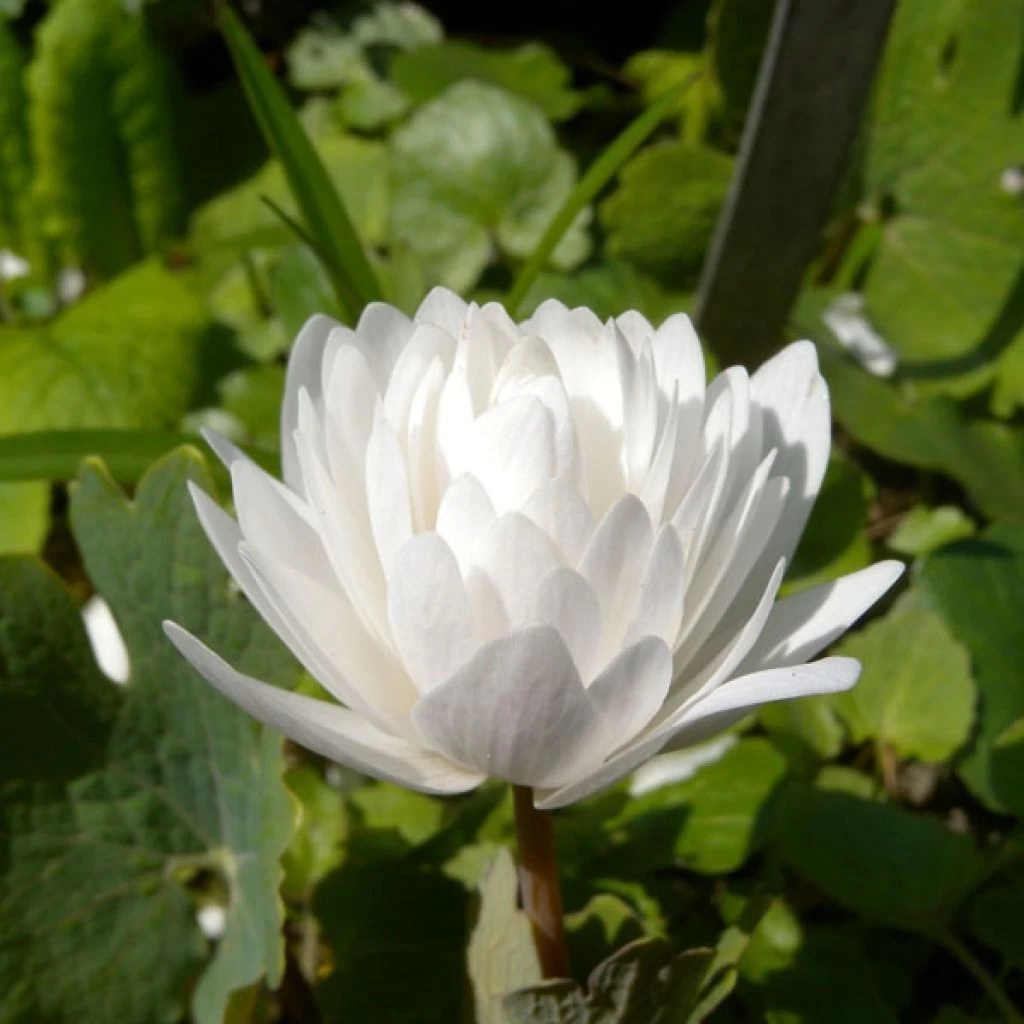 Sanguinaria Canadensis Flore Pleno - Sanguinaire 1 Sanguinaria Canadensis Flore Pleno - Sanguinaire