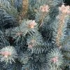 Sapin Subalpin - Abies Lasiocarpa Compacta