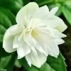 Seringat - Philadelphus Pearls Of Perfume
