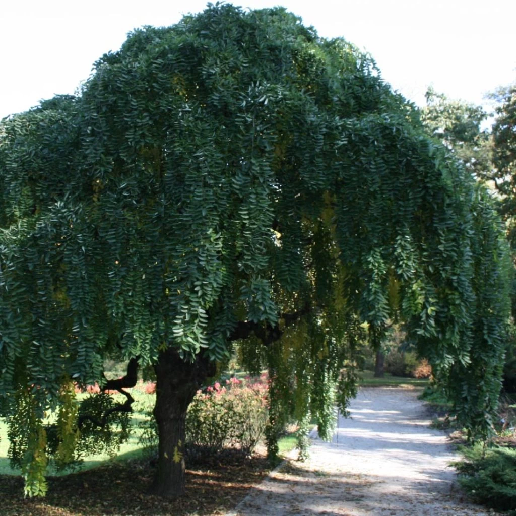 Pagode Japonaise - Sophora Japonica Pendula 1 Pagode Japonaise - Sophora Japonica Pendula
