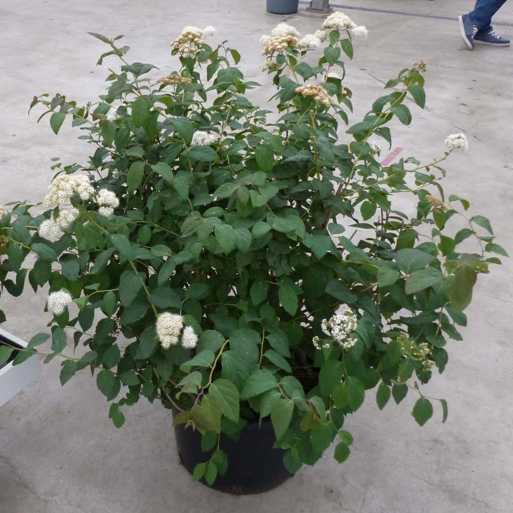 Spirée Double Play Blue Kazoo - Spiraea Japonica 1 Spirée Double Play Blue Kazoo - Spiraea Japonica