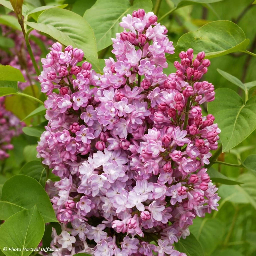 Lilas - Syringa Vulgaris Belle De Nancy 1 Lilas - Syringa Vulgaris Belle De Nancy