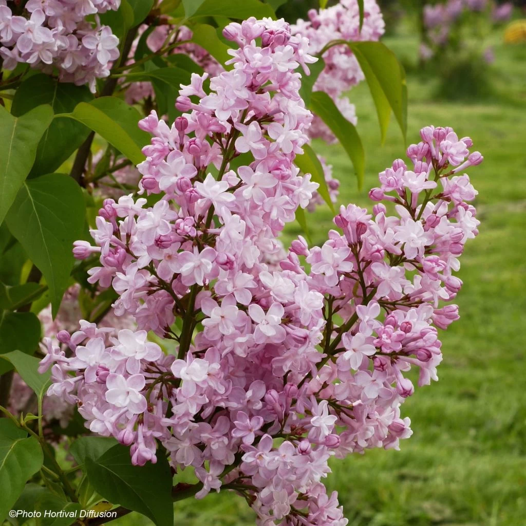 Lilas - Syringa Vulgaris Zhemchuzhina 1 Lilas - Syringa Vulgaris Zhemchuzhina