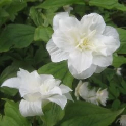 Trillium Grandiflorum Flore Pleno - Trille Blanc à Fleurs Doubles