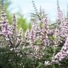Vitex Agnus-castus Galactic Pink - Gattilier