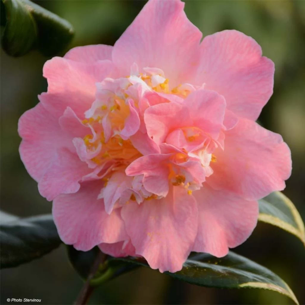 Camélia Paddy's Perfumed - Camellia Japonica 1 Camélia Paddy's Perfumed - Camellia Japonica