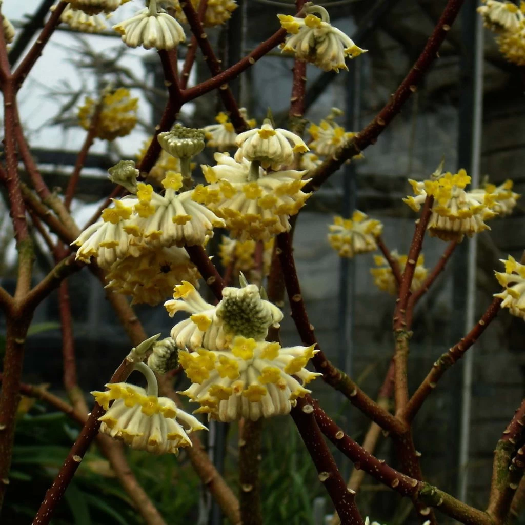 Edgeworthia Chrysantha Grandiflora - Buisson à Papier 1 Edgeworthia Chrysantha Grandiflora - Buisson à Papier