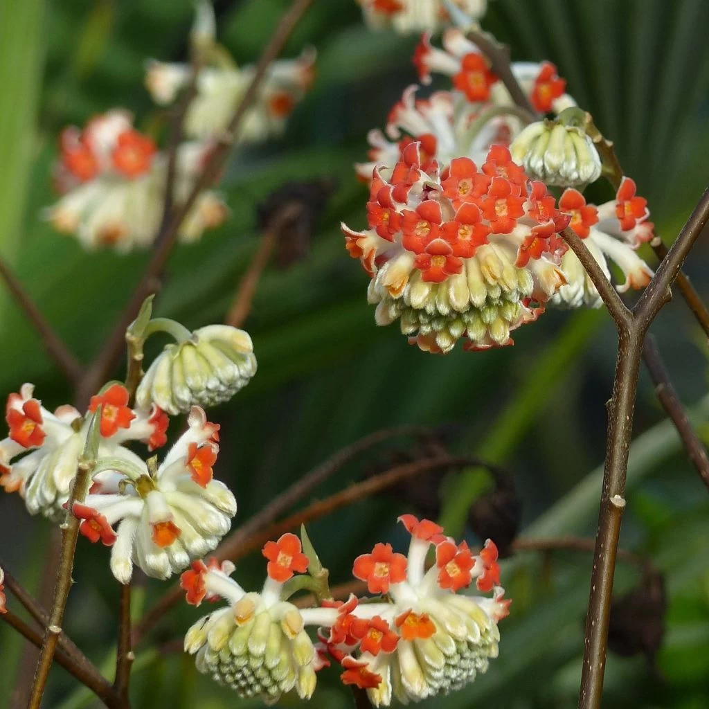 Edgeworthia Chrysantha Red Dragon Akebono - Arbre à Papier 1 Edgeworthia Chrysantha Red Dragon Akebono - Arbre à Papier