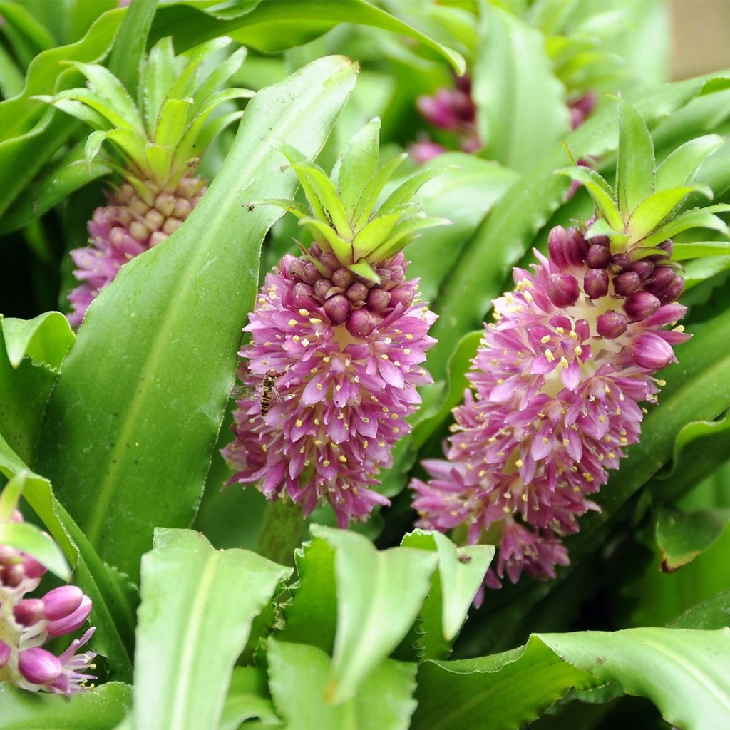 Eucomis Comosa Sparkling Burgundy® - Eucomide Rose à Feuillage Pourpre 1 Eucomis Comosa Sparkling Burgundy® - Eucomide Rose à Feuillage Pourpre