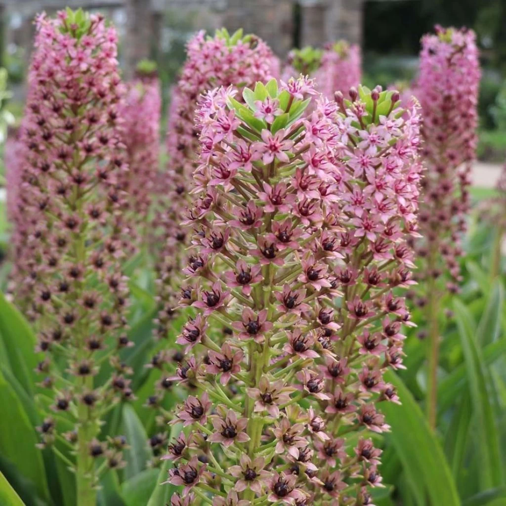 Eucomis Comosa Pink Gin - Fleur Ananas 1 Eucomis Comosa Pink Gin - Fleur Ananas