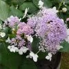 Hortensia - Hydrangea Involucrata Late Love