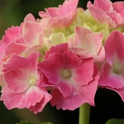 Hortensia - Hydrangea Macrophylla Gertrud Glahn