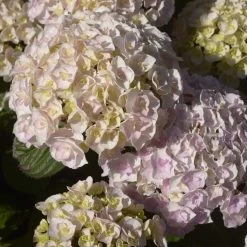 Hortensia - Hydrangea Macrophylla Kazan
