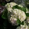 Hortensia - Hydrangea Macrophylla Magical Summer Green