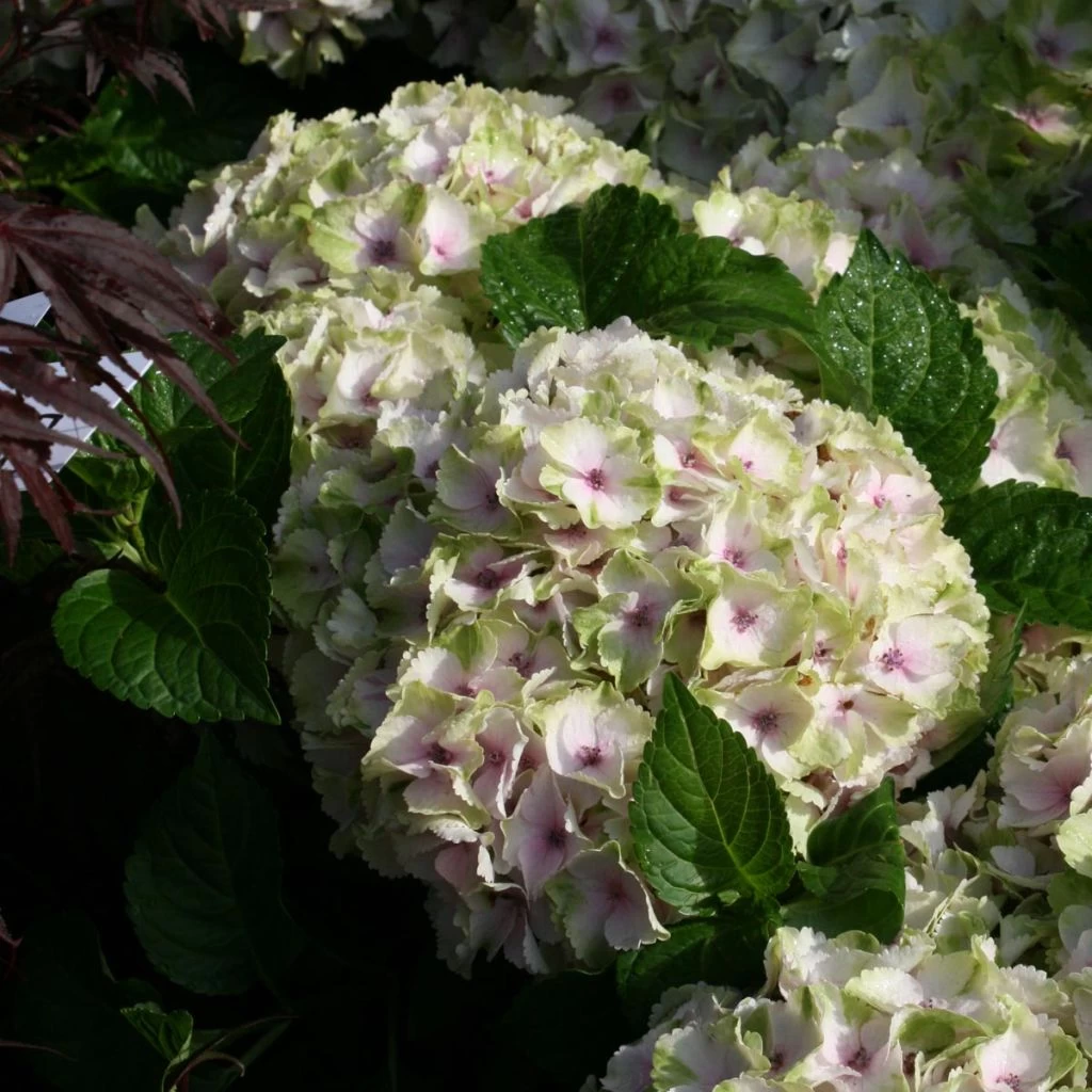 Hortensia - Hydrangea Macrophylla Magical Summer Green 1 Hortensia - Hydrangea Macrophylla Magical Summer Green
