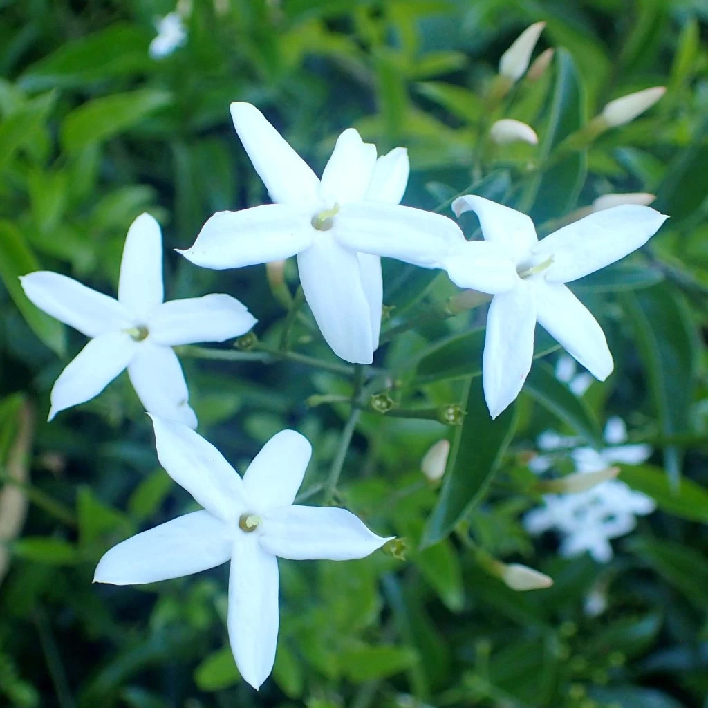 Jasmin Des Açores - Jasminum Azoricum 1 Jasmin Des Açores - Jasminum Azoricum