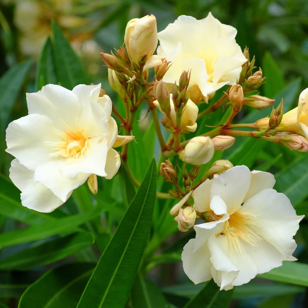 Laurier Rose Luteum Plenum - Nerium Oleander 1 Laurier Rose Luteum Plenum - Nerium Oleander