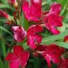 Laurier Rose - Nerium Oleander Rouge Simple