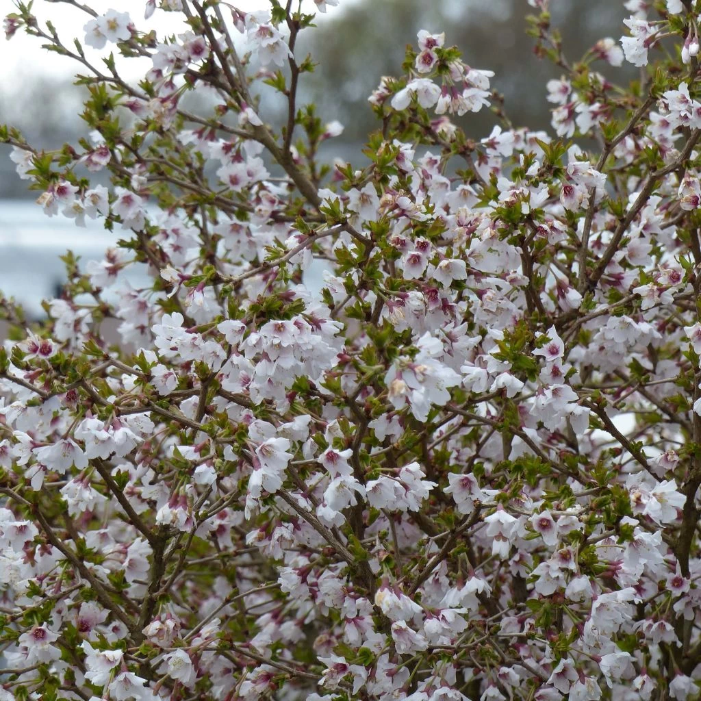 Cerisier à Fleurs Nain Du Japon - Prunus Incisa Kojo No Mai 1 Cerisier à Fleurs Nain Du Japon - Prunus Incisa Kojo No Mai