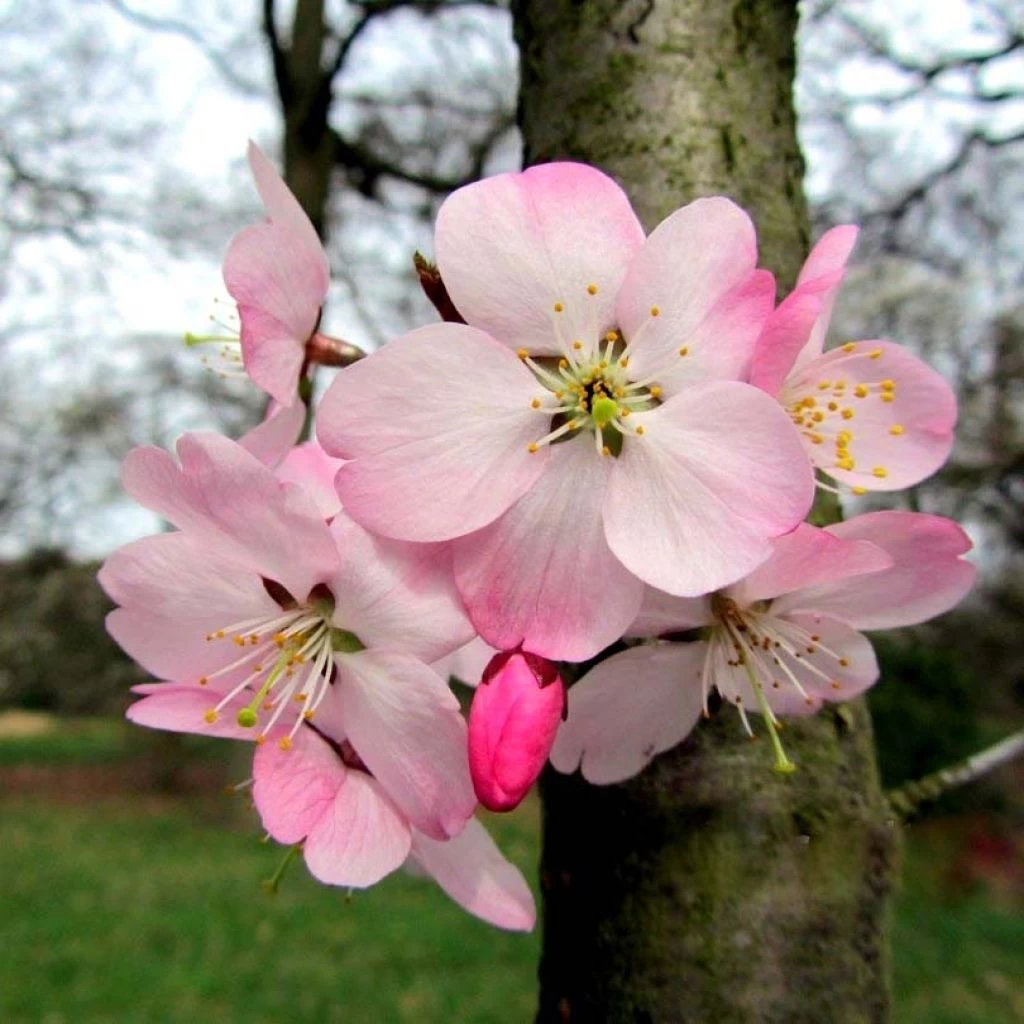 Cerisier à Fleurs Du Japon Nain - Prunus Incisa Paean 1 Cerisier à Fleurs Du Japon Nain - Prunus Incisa Paean