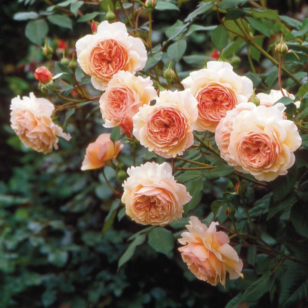 Rosier David Austin A Shropshire Lad 1 Rosier David Austin A Shropshire Lad