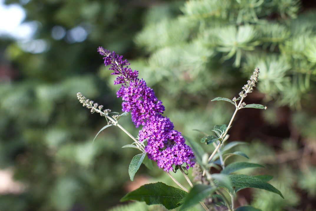 Arbustes Magasin -Arbustes Magasin z6635928136234 2313ae6a15208f92cd4735f8b1fb050f