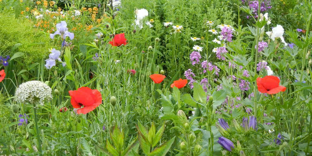 Arbustes Magasin -Arbustes Magasin z6693802858743 b93ceef8b324cf2ac17907d373bb8d19